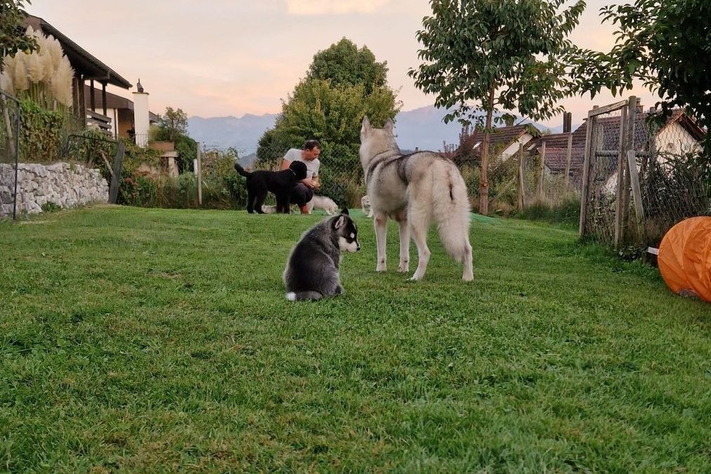 Siberian Huskys und Barbet spielen im grossen eingezäunten Garten der Zuchtstätte