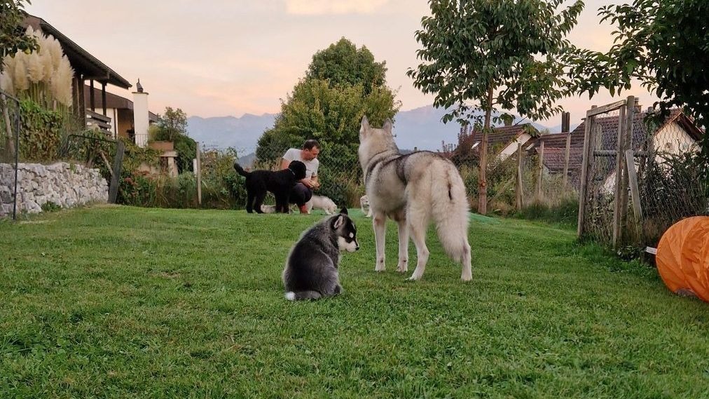 Siberian Huskys und Barbet spielen im grossen eingezäunten Garten der Zuchtstätte