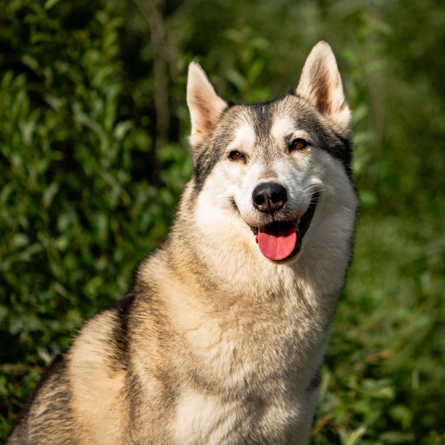 Siberian Husky der Zuchtstätte Joiel’s Palace sitzt vor einer grünen Hecke