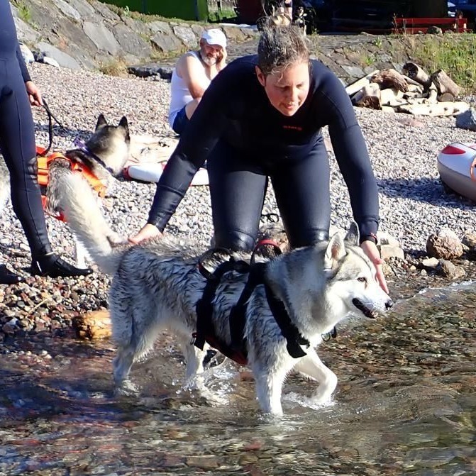 Siberian Husky übt im Rettungsgeschirr mit seiner Hundeführerin im flachen Wasser