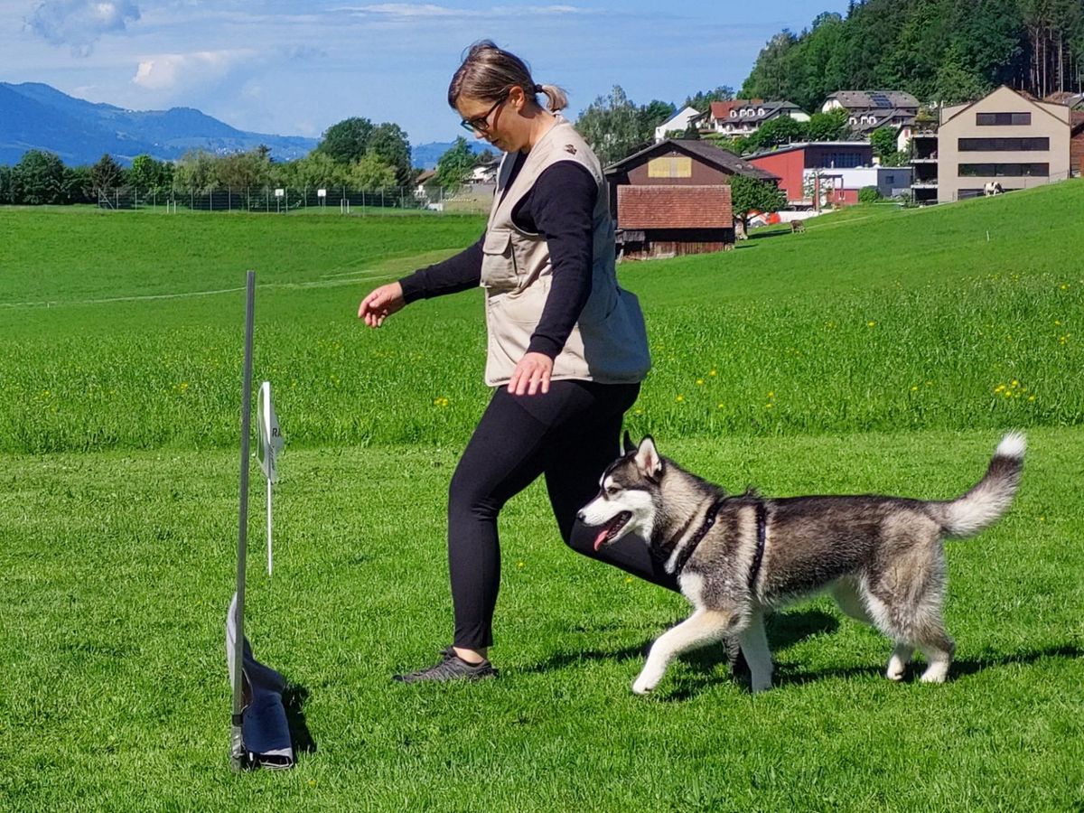 Siberian Husky beim Gehorsamstraining auf einer Wiese vor Schweizer Häusern