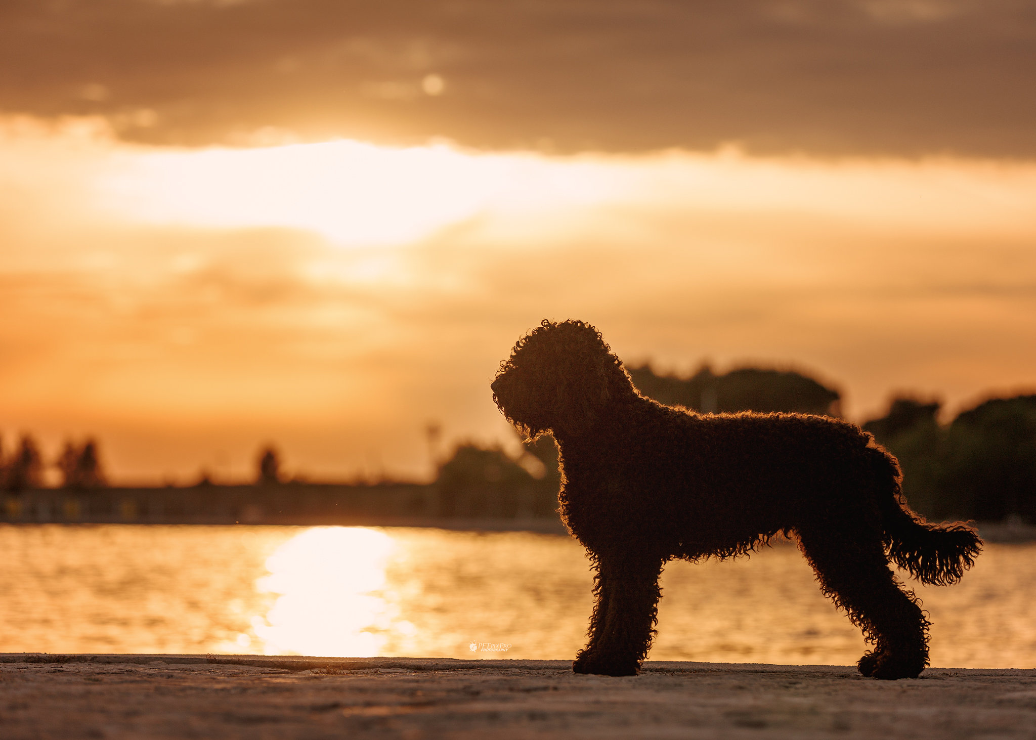 Levi: Barbet als Silhouette im Gegenlicht am Wasser bei Sonnenuntergang