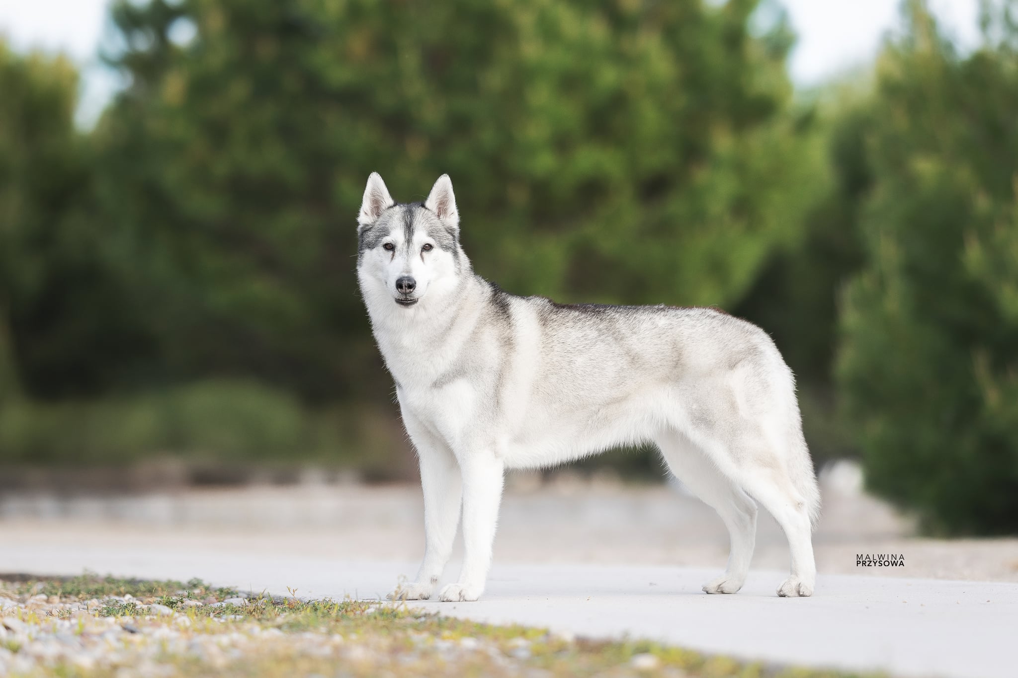 Siberian-Husky-Hündin Kona steht im Profil