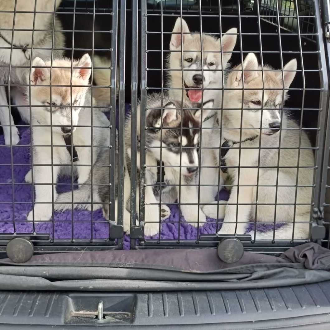 Husky puppies sitting in the transport crate in the car