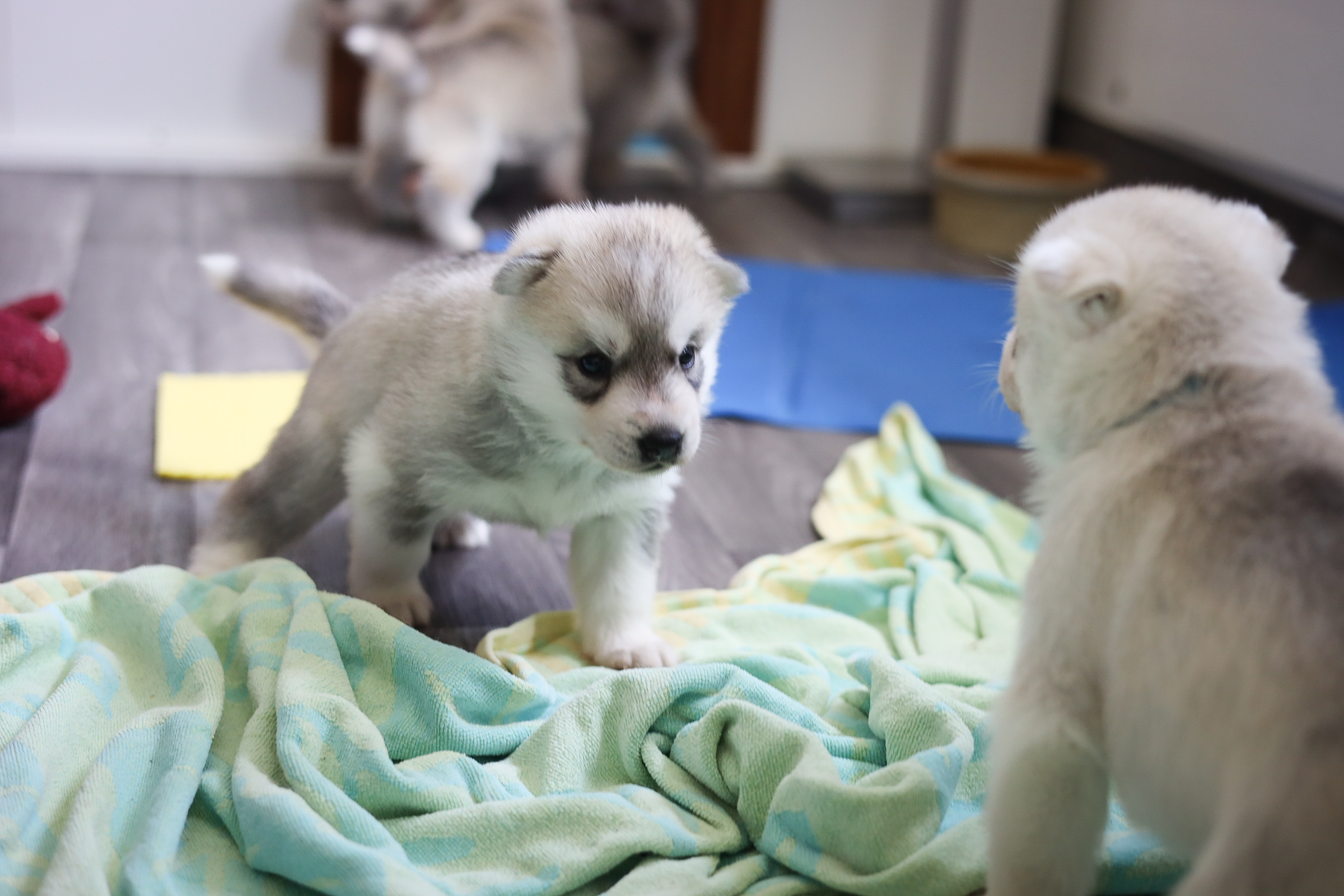 Welpenzimmer: Zwei Husky-Welpen auf einer hellgrünen Decke, ein dritter im Hintergrund