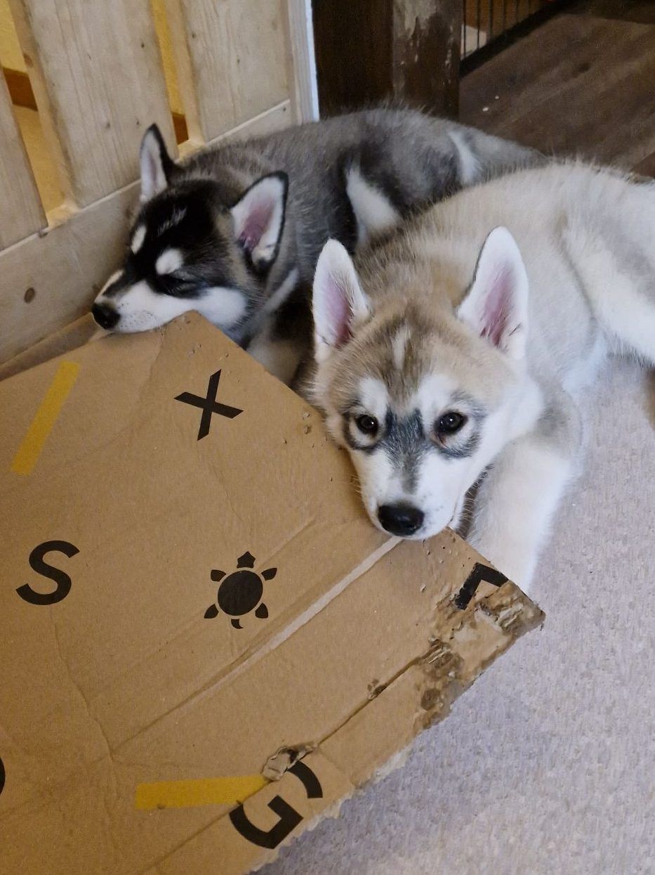 Two young Siberian Huskies playing together with a cardboard box