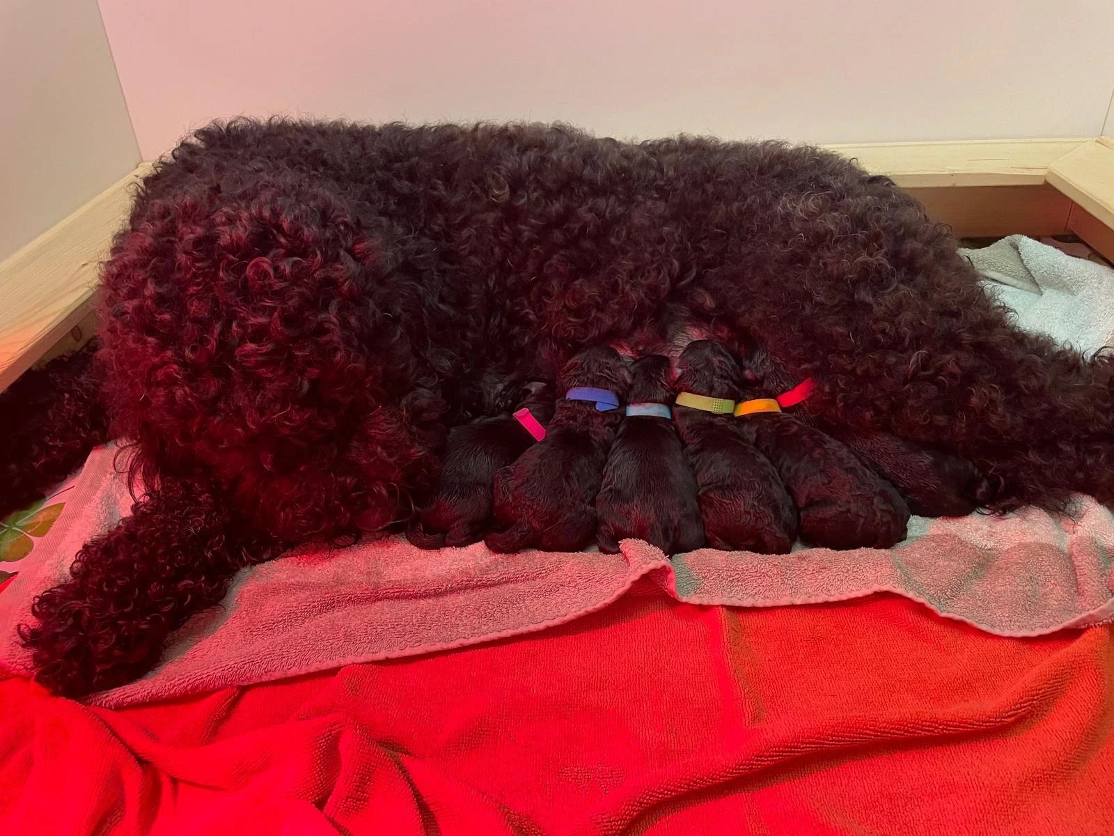 Barbet dam Levi lying on a red blanket nursing her six newborn puppies wearing coloured collars