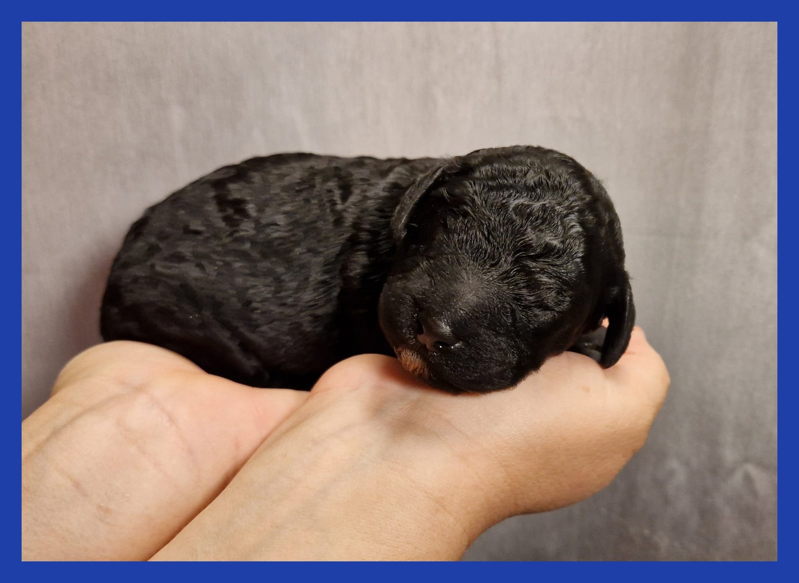 Newborn black Barbet puppy of the R-Litter with a royal blue collar lying in two hands against a grey background
