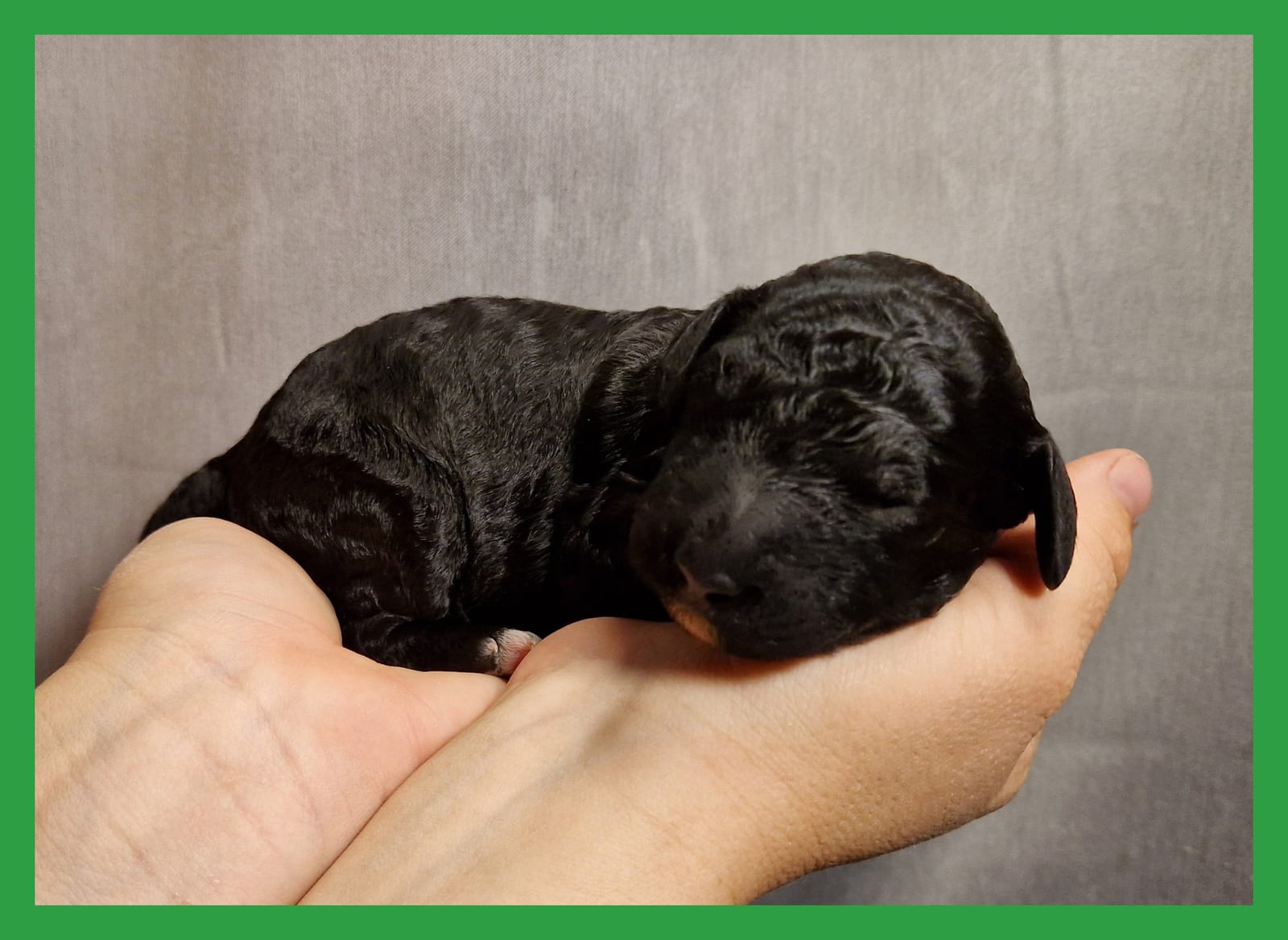 Newborn black Barbet puppy of the R-Litter with a green collar lying in two hands against a grey background