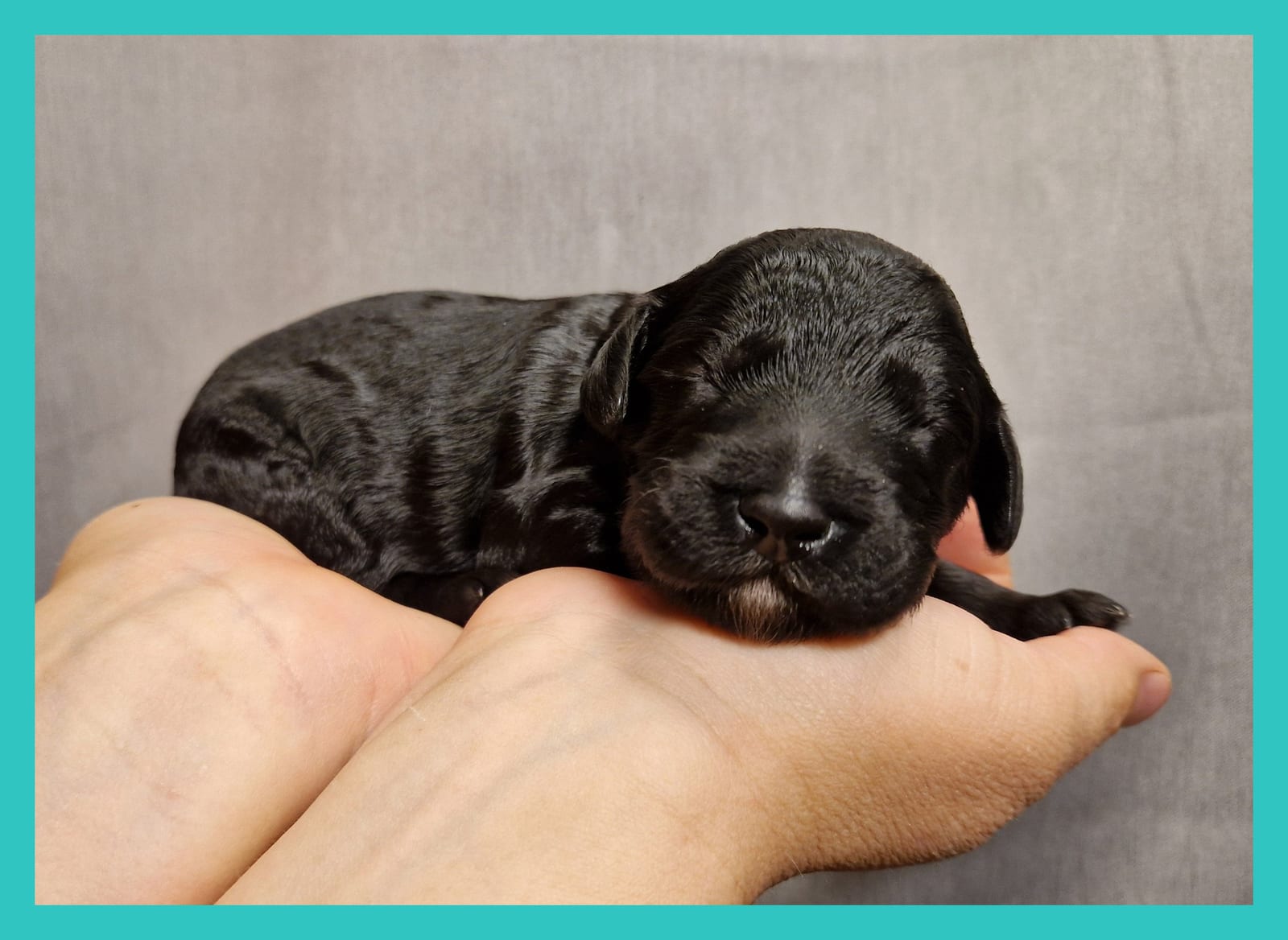 Newborn black Barbet puppy of the R-Litter with a turquoise collar lying in two hands against a grey background