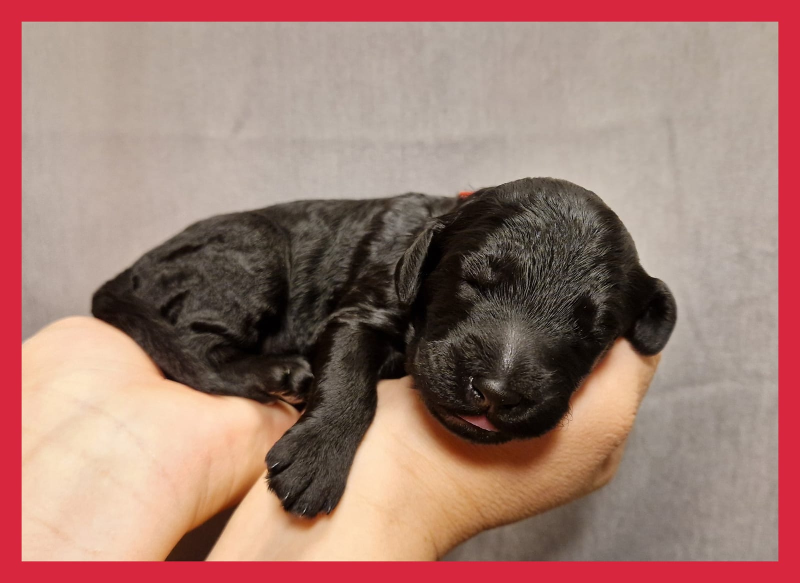 Newborn black Barbet puppy of the R-Litter with a red collar lying in two hands against a grey background