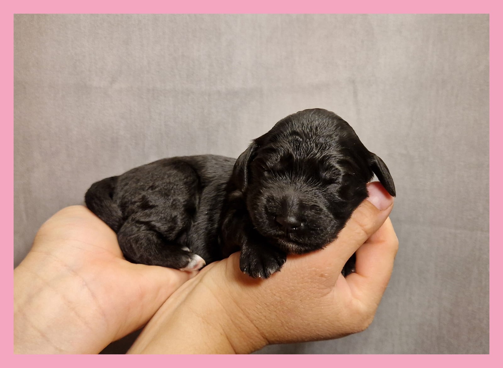 Newborn black Barbet puppy of the R-Litter with a pink collar lying in two hands against a grey background