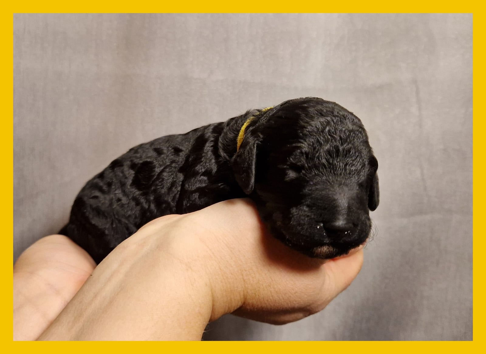 Newborn black Barbet puppy of the R-Litter with a yellow collar lying in two hands against a grey background