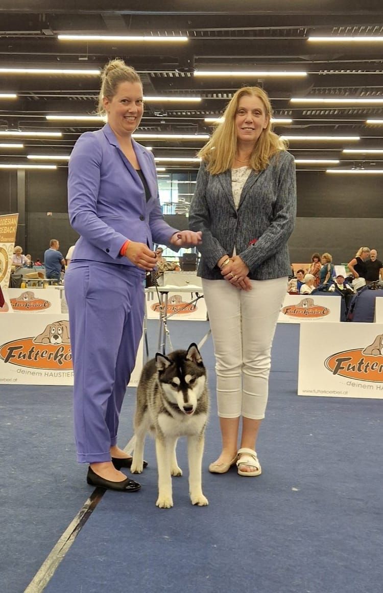 Siberian Husky with its handler and the judge after judging in the hall