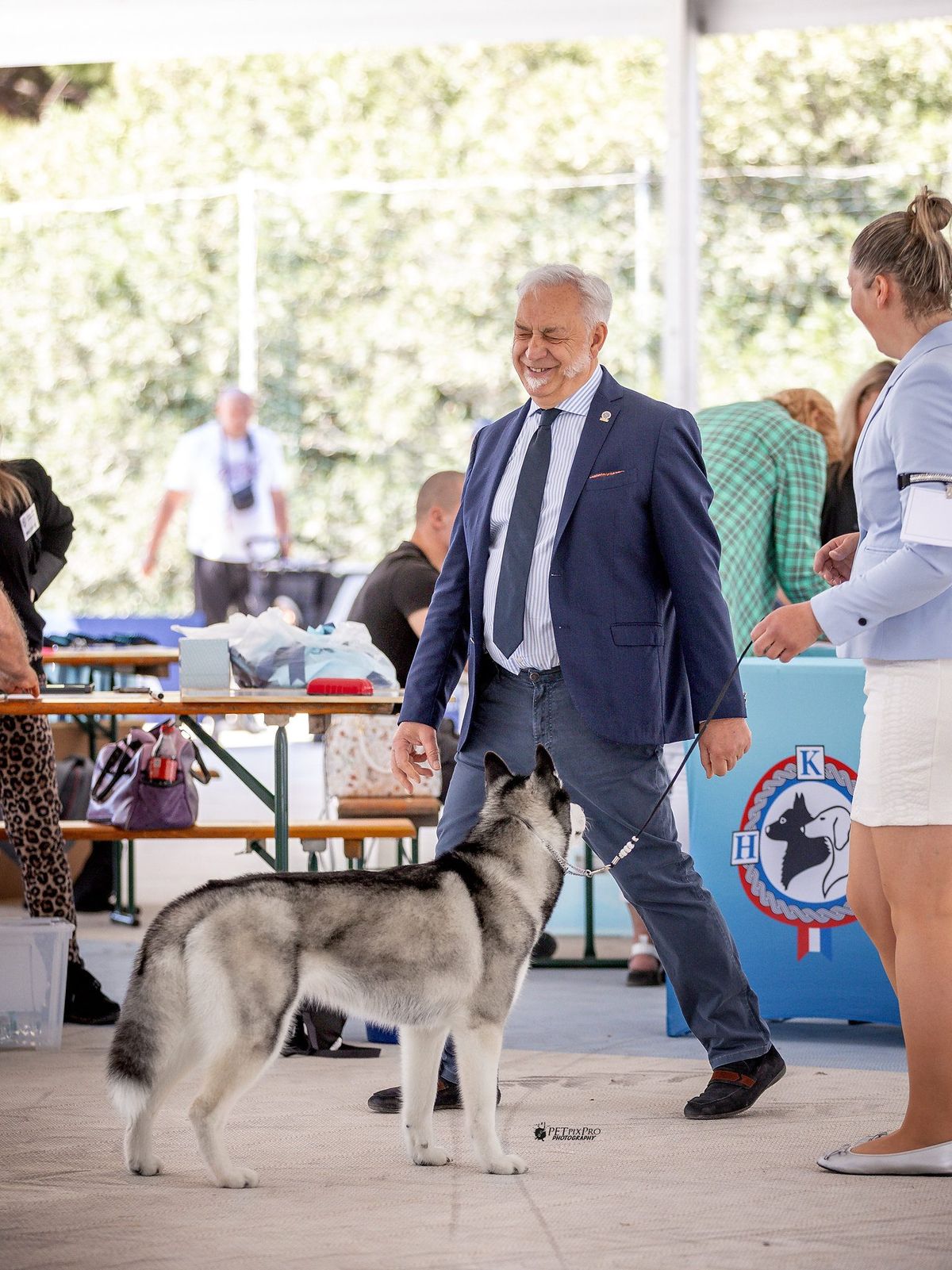 Siberian Husky standing in the ring while the judge assesses its conformation