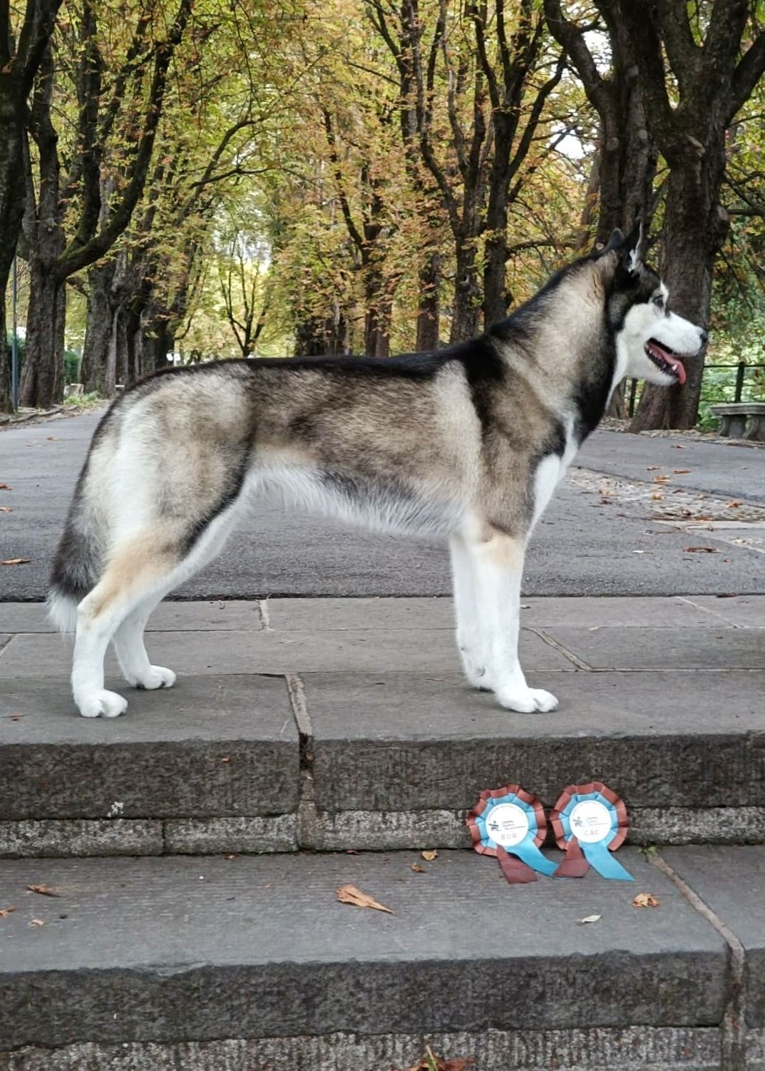 Siberian Husky standing on stone steps with the BOB and CAC rosettes in front