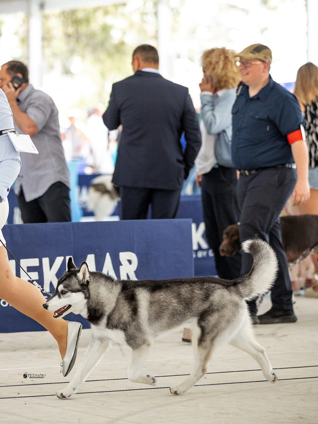 Siberian Husky trotting through the ring at an outdoor dog show